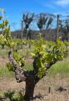 Early shoots on Grenache grapevines at The Islander Estate Vineyards Kangaroo Island