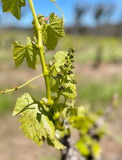 Flowering at The Islander Estate Vineyards