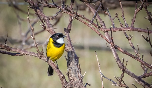 Winter bird watching on Kangaroo Island