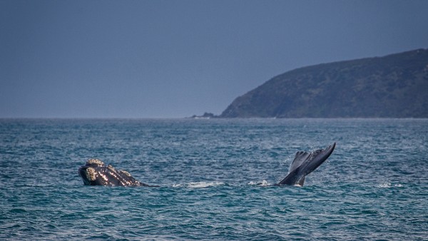 Southern Wright Whale in the waters around Kangaroo Island