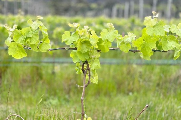 A Year in our Kangaroo Island Vineyard - Spring