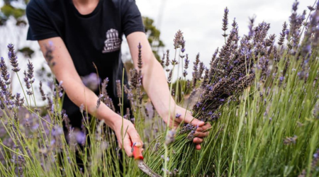 Emu Bay Lavender Farm Kangaroo Island