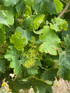 Fruit set at the Islander Estate Vineyard