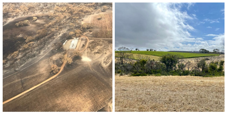 Images of The Islander Estate Vineyards after bushfire and two years later