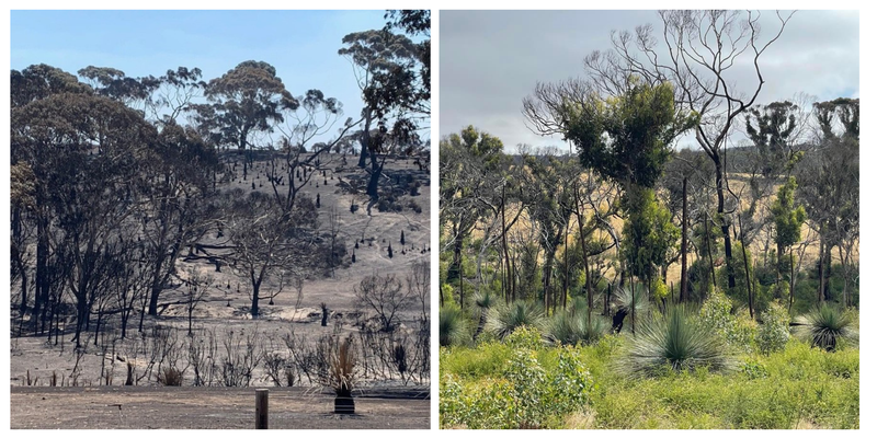 Regrowth of native bushland on the estate of The Islander Estate vineyards