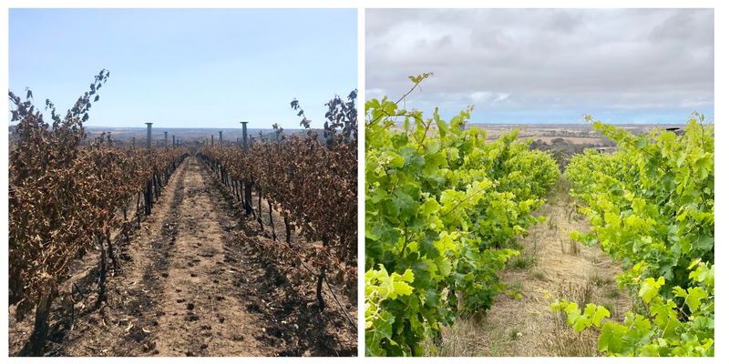 Images of Islander Estate Cabernet Franc regrowth