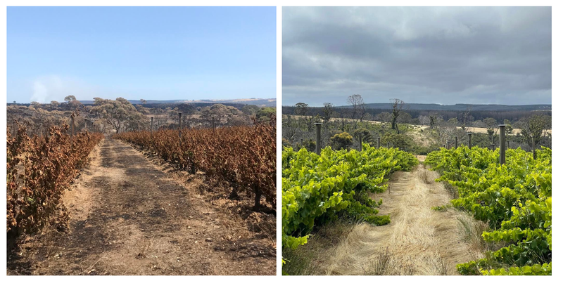 Images of bushvine Grenache regrowth at The Islander Estate Vineyards