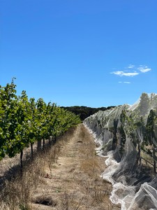 Netting at The Islander Estate Vineyards Kangaroo Island
