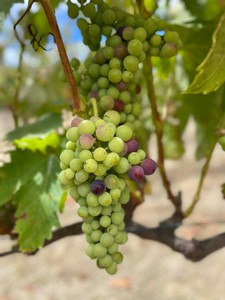 Veraison at The Islander Estate Vineyards