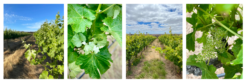 Vintage 2022 at The Islander Estate Vineyards flowering