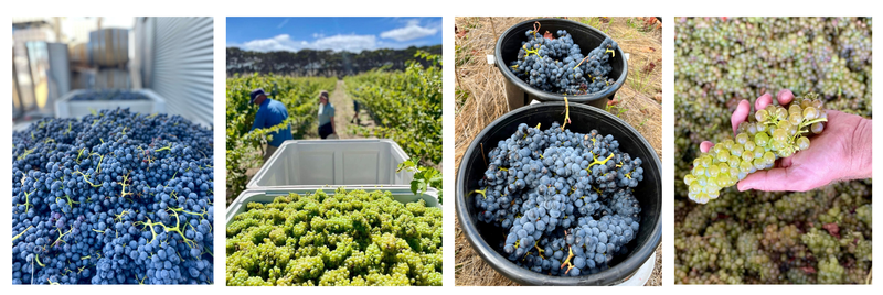 Vintage 2022 harvest at The Islander Estate Vineyards