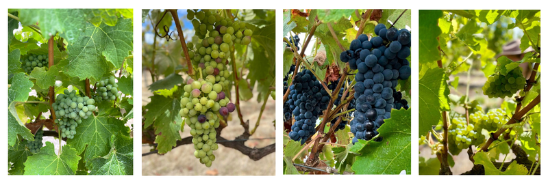 Vintage 2022 at The Islander Estate Vineyards veraison