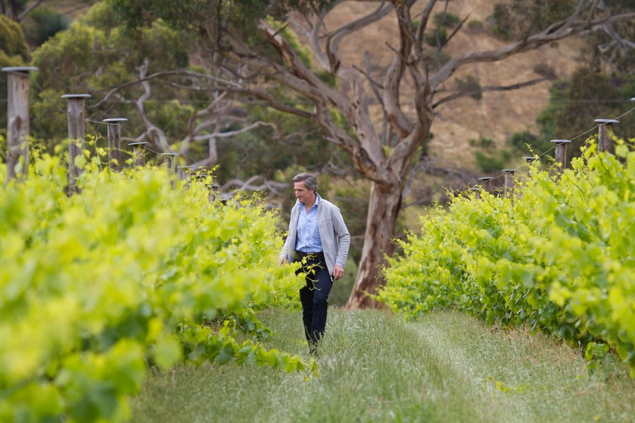 Explore our Kangaroo Island Vineyard producing world class cool climate wine grapes