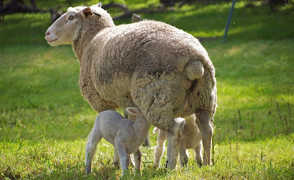 Winter lambs in the fields on Kangaroo Island