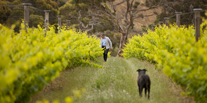 Kangaroo Island wine experiences for every holiday